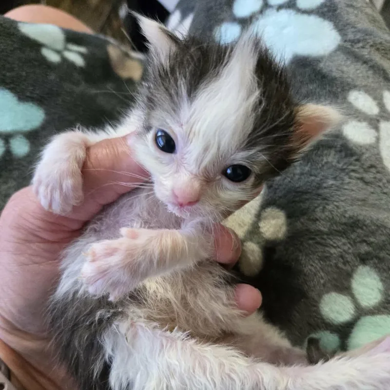 Milo