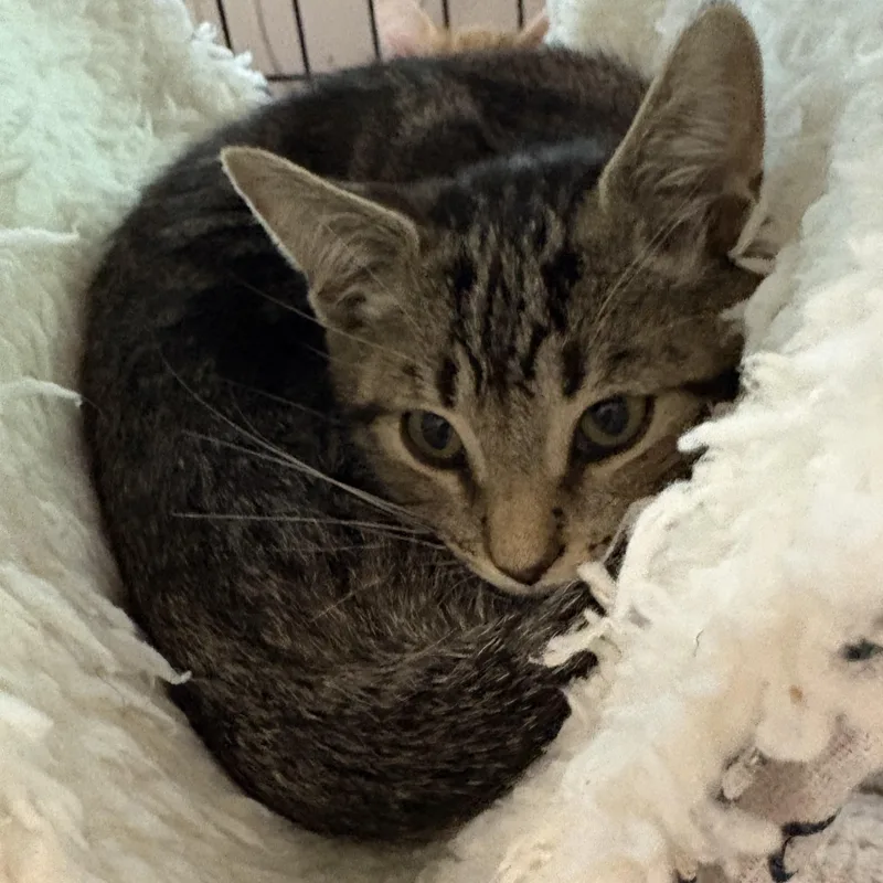 A baby medium-sized male Tabby (Buff / Tan / Fawn) Domestic Short Hair cat named Jinx for adoption in Beaufort, SC