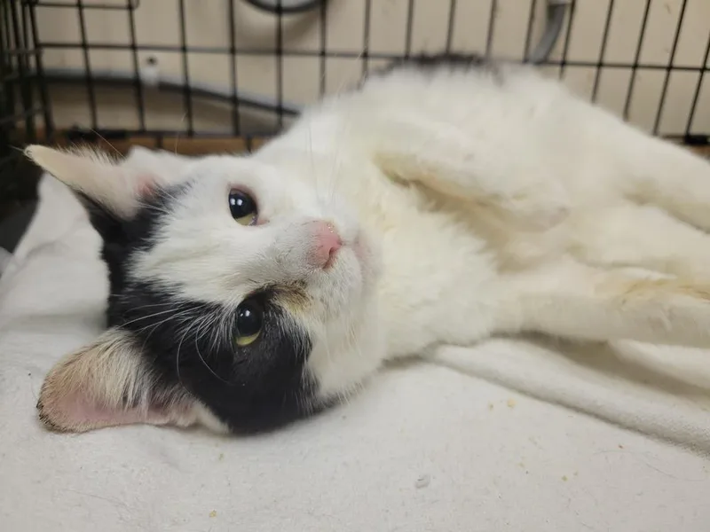An adult medium-sized female Black & White / Tuxedo Domestic Short Hair cat named Chicka for adoption in Lorain, OH