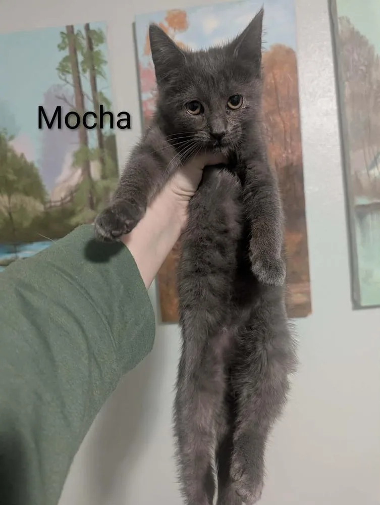 A baby small-sized male Gray / Blue / Silver Domestic Short Hair cat named Mocha for adoption in Metamora, IL