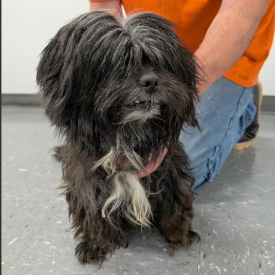An adult small-sized male Shih Tzu dog named Panda for adoption in Fairfax, VA