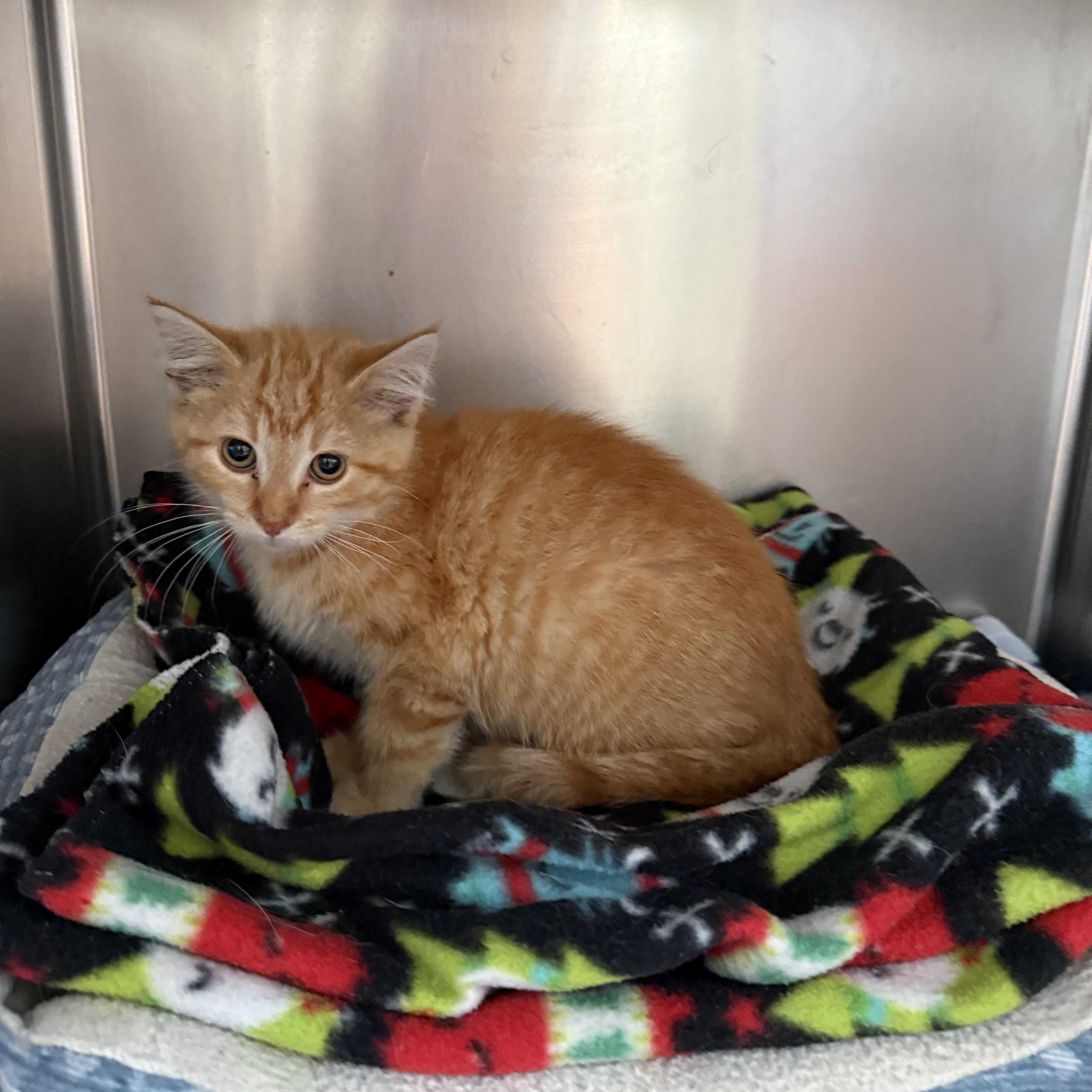 A baby small-sized male Orange & White Domestic Short Hair cat named Orange Creamsicle for adoption in Oconto, WI