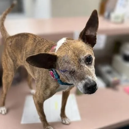 An adult small-sized female Chihuahua dog named Liv for adoption in Worcester, MA