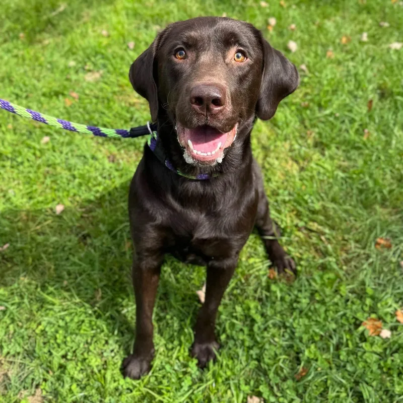 An adult medium-sized male Labrador Retriever dog named Rex for adoption in Philadelphia, PA