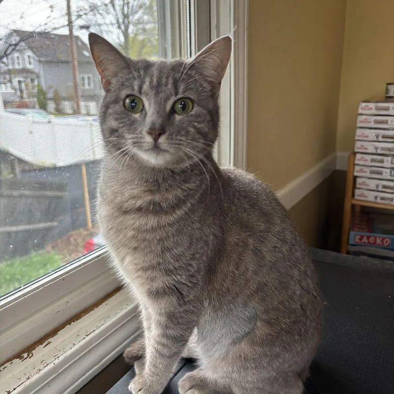 A baby small-sized female Tabby (Gray / Blue / Silver) Tabby cat named Isadora for adoption in Melrose, MA