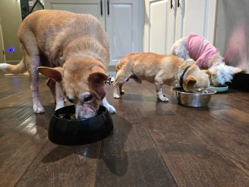A senior small-sized male Chihuahua dog named George for adoption in El Cajon, CA