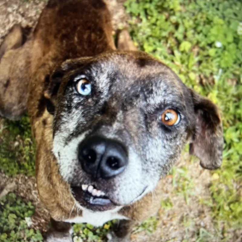 An adult medium-sized male Yellow / Tan / Blond / Fawn Catahoula Leopard Dog dog named Jones for adoption in Clanton, AL