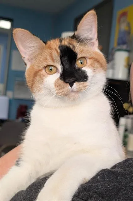 A baby small-sized female Domestic Short Hair cat named Freckles for adoption in Canfield, OH