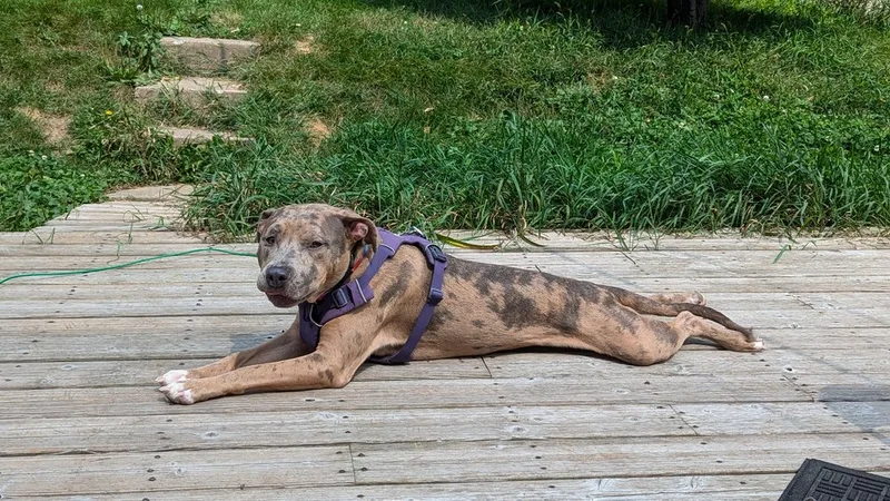 Carlitto thumbnail 2