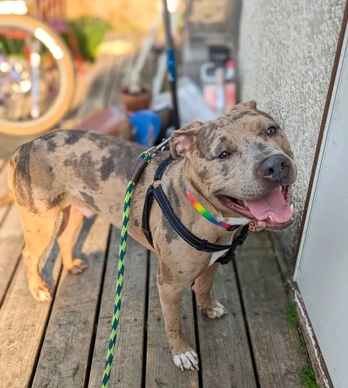 Carlitto thumbnail 3