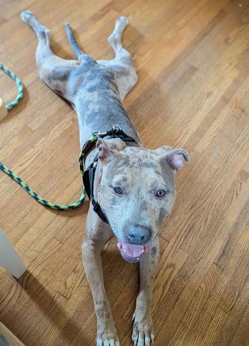 Carlitto thumbnail 4