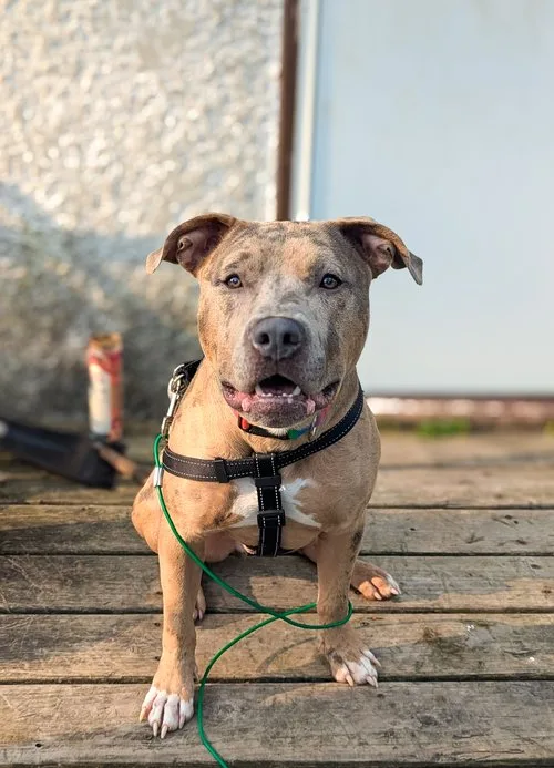 Carlitto thumbnail 5