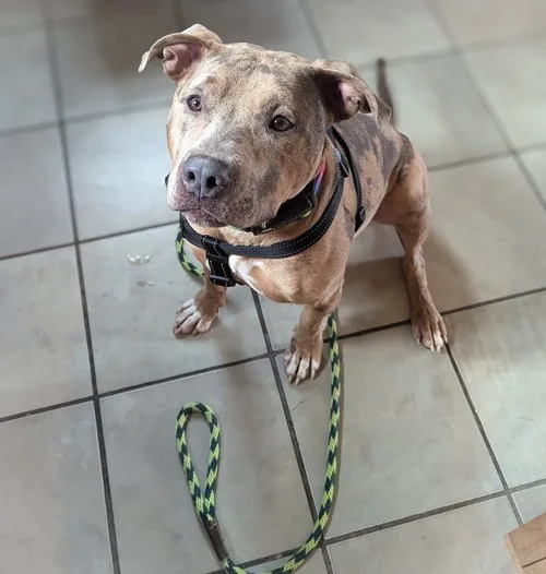 Carlitto thumbnail 6