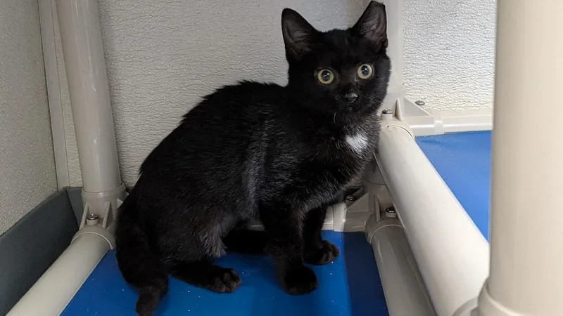 A baby small-sized female Black Domestic Short Hair cat named Rinley for adoption in Evansville, IN