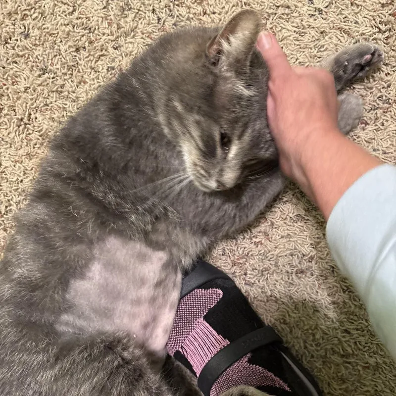 An adult small-sized female Gray / Blue / Silver Domestic Short Hair cat named Meadow for adoption in St. Louis, MO