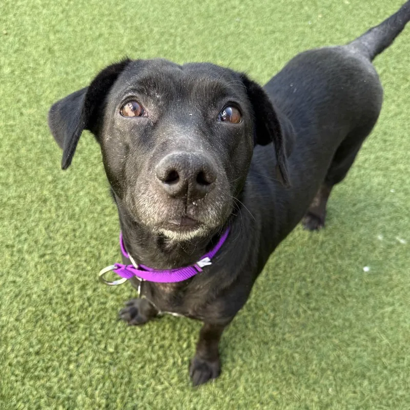 An adult medium-sized female Black Mixed Breed dog named Tasi for adoption in Los Angeles, CA