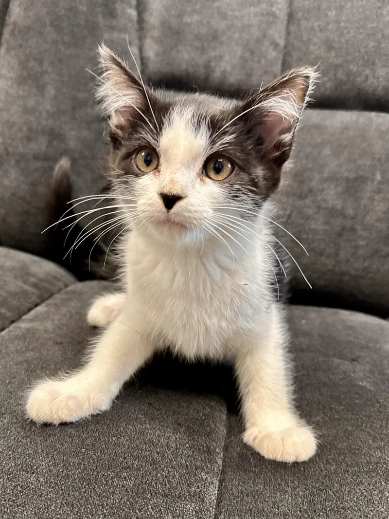 A baby medium-sized male Black & White / Tuxedo Domestic Short Hair cat named Hitcher for adoption in Midland, MI