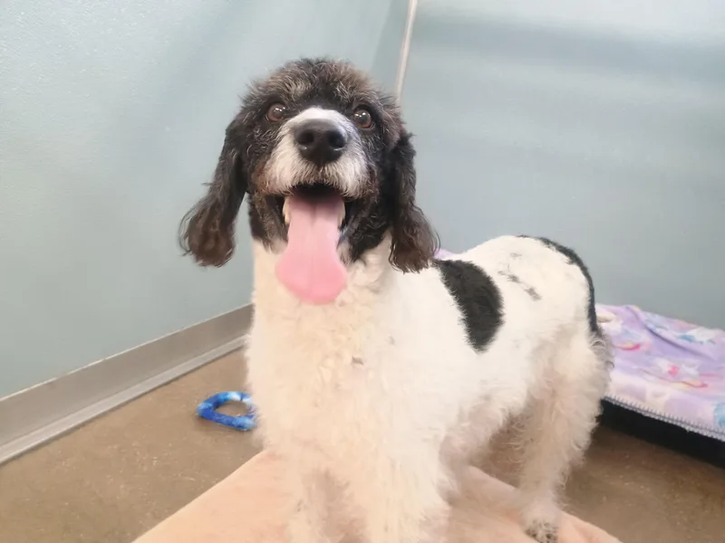 An adult medium-sized female Poodle dog named Basil for adoption in New Port Richey, FL