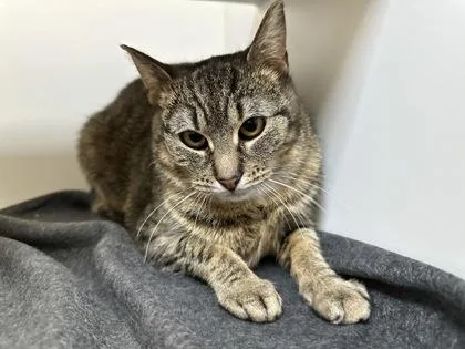 An adult small-sized female Domestic Short Hair cat named Dolly for adoption in Traverse City, MI