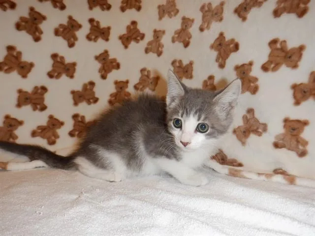 A baby small-sized female Domestic Short Hair cat named Scarlett for adoption in San Jose, CA