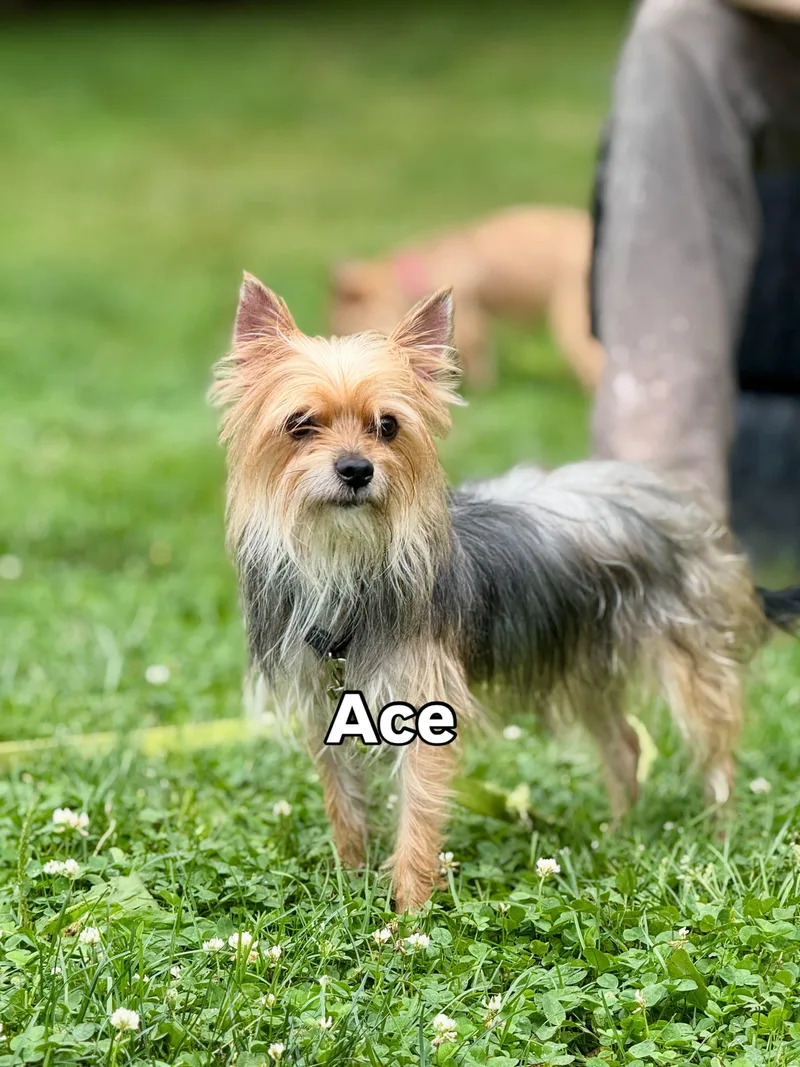 Ace thumbnail 4