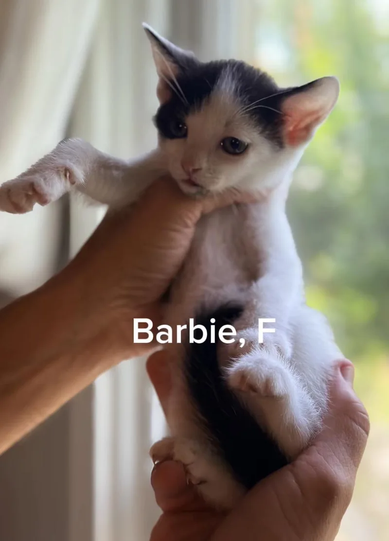 A baby small-sized female White Domestic Short Hair cat named Barbie for adoption in Shrewsbury, MA