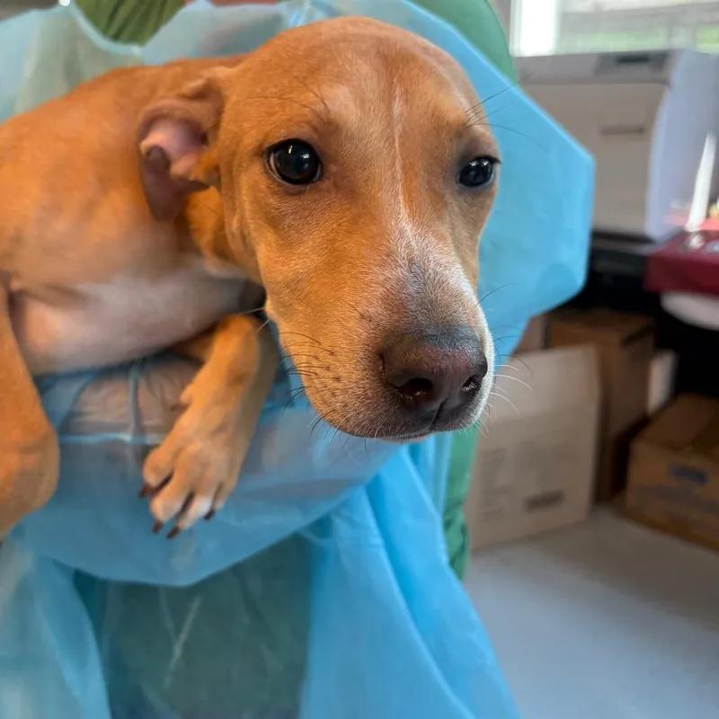 A young small-sized female Red / Chestnut / Orange Mixed Breed dog named Caramel Macchiato for adoption in Huntington, WV