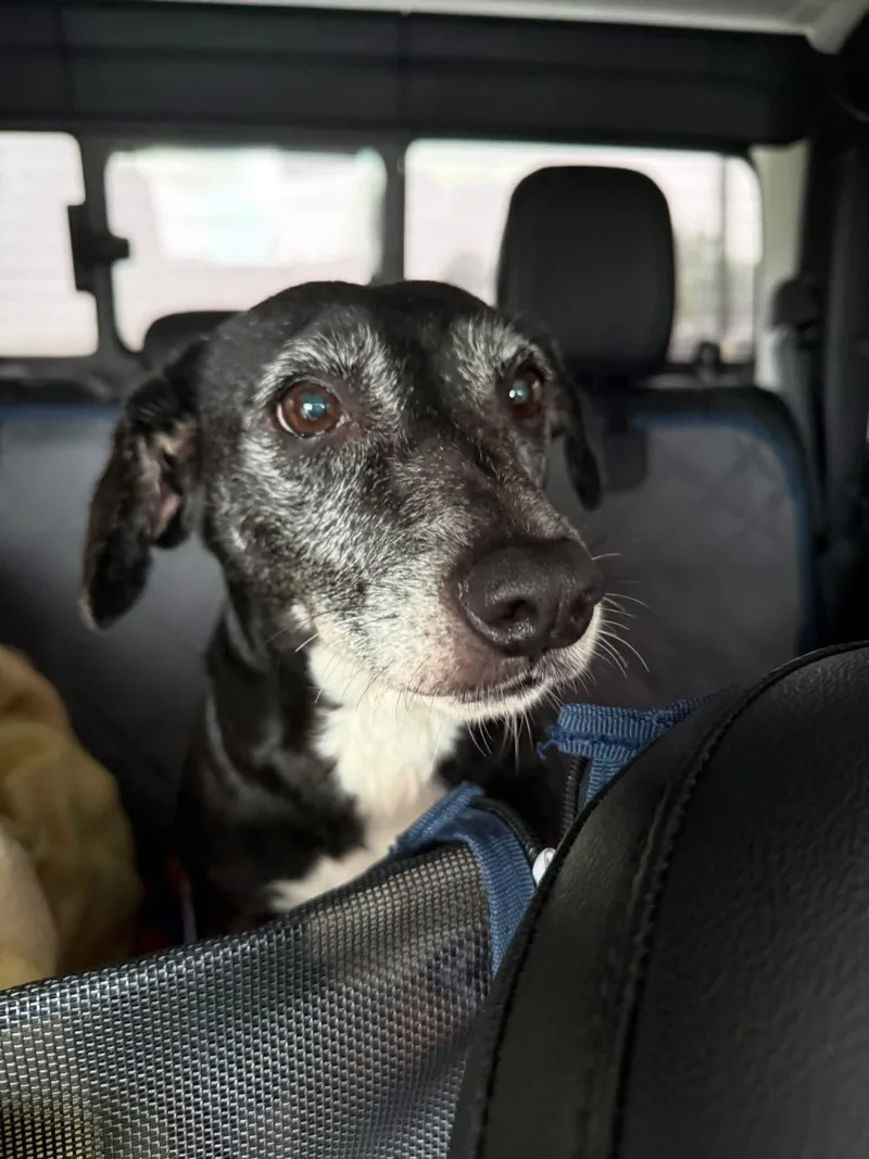 A senior medium-sized male Black Mixed Breed dog named Cooper for adoption in North Berwick, ME