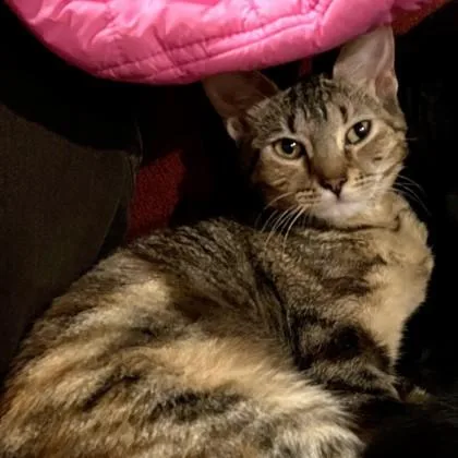 A young small-sized female Brown / Chocolate Domestic Short Hair cat named Maple for adoption in Atlanta, GA