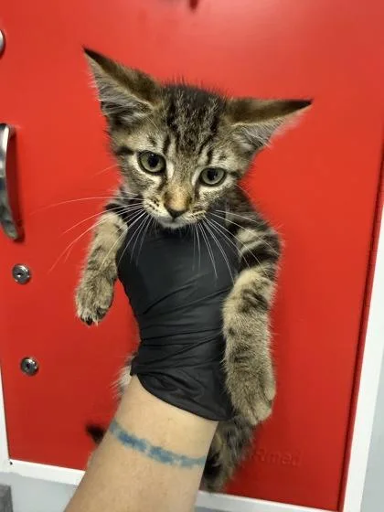 A young small-sized male Domestic Short Hair cat named B Nedfinn for adoption in North Charleston, SC