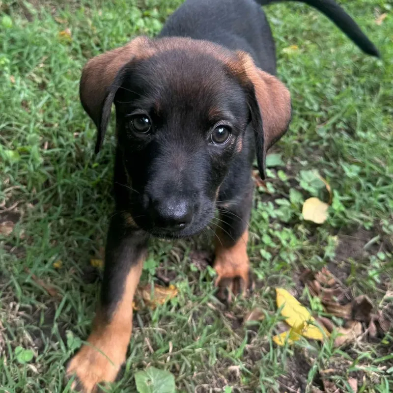 A baby large-sized male Shepherd dog named Pretzel for adoption in Farmersville, OH