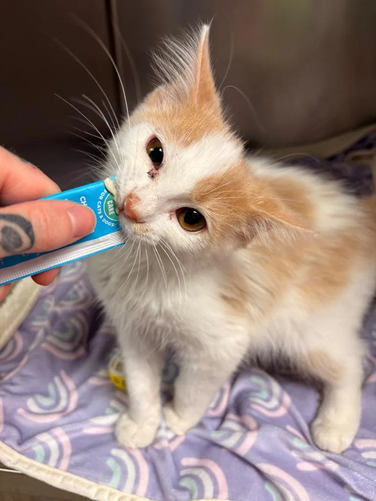 Orange Julius