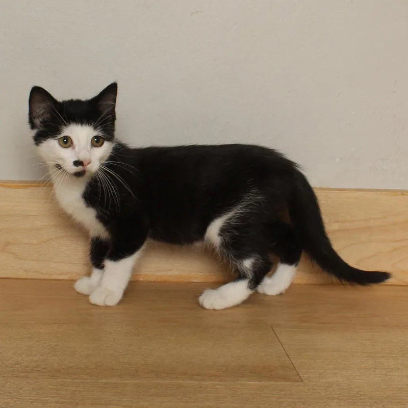 A baby small-sized female White Domestic Short Hair cat named Michonne C for adoption in Minnetonka, MN