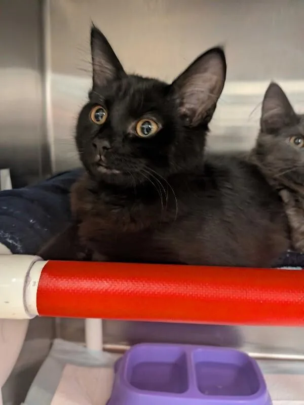 A young medium-sized male Black Domestic Medium Hair cat named Michelangelo for adoption in Cincinnati, OH