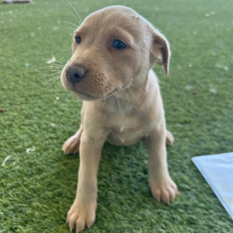 A baby medium-sized female Yellow / Tan / Blond / Fawn Mixed Breed dog named Kansas for adoption in LOXAHATCHEE, FL