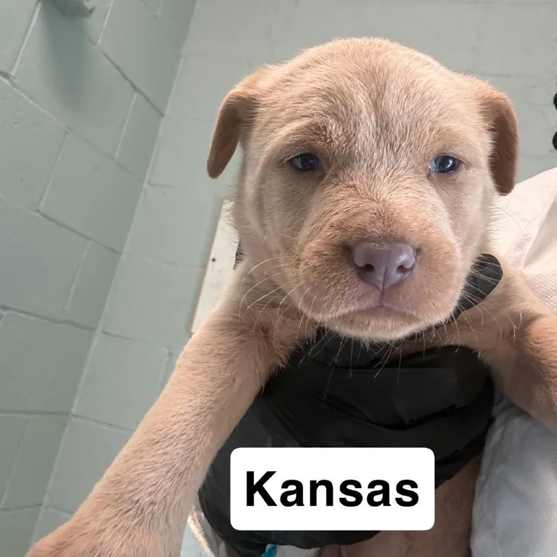 Kansas thumbnail 2