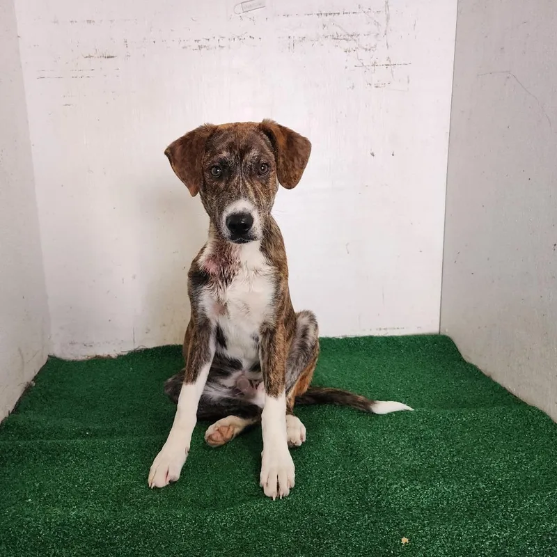 A young medium-sized male Brindle Mixed Breed dog named Rafiki for adoption in Boaz, AL