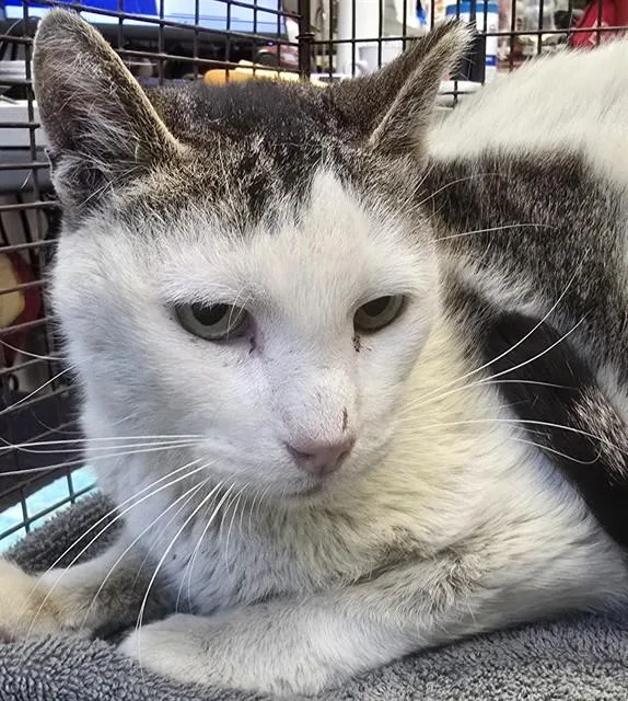 An adult small-sized male Domestic Short Hair cat named Typo for adoption in Tucson, AZ