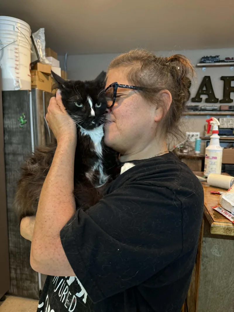 A young large-sized male Black Maine Coon cat named Aladdin for adoption in HEMET, CA