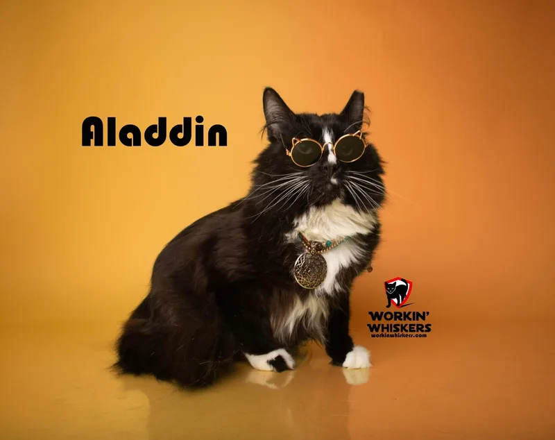 Aladdin thumbnail 2