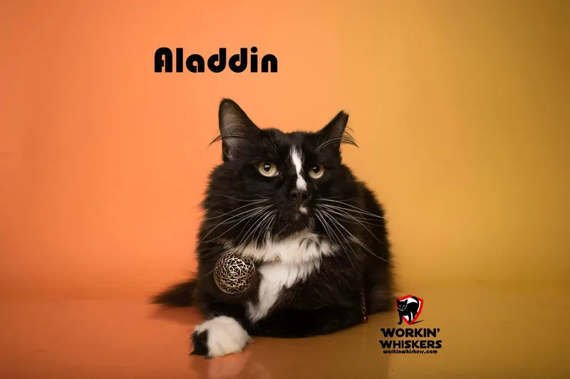 Aladdin thumbnail 3