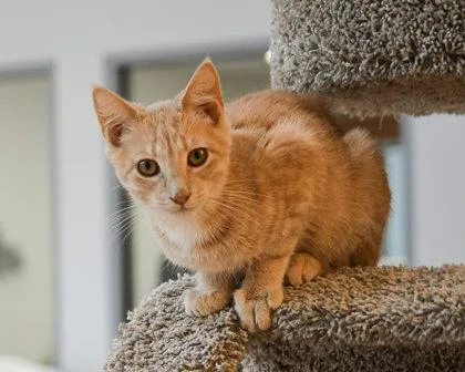 Corduroy thumbnail 2