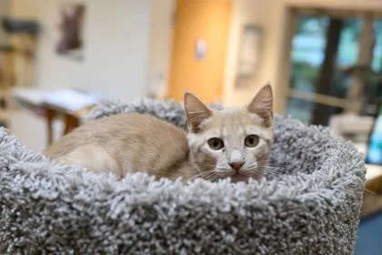 Corduroy thumbnail 3