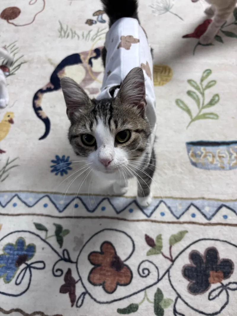 A baby medium-sized male White Domestic Short Hair cat named Ezra for adoption in Greensburg, PA