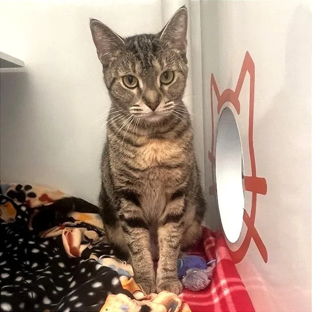 An adult medium-sized female Domestic Short Hair cat named Viola for adoption in Los Angeles, CA