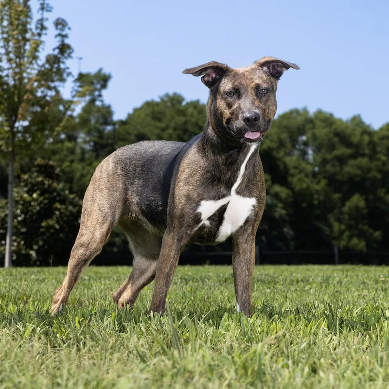 A young medium-sized female Brown / Chocolate Terrier dog named Willow for adoption in Franklin, TN