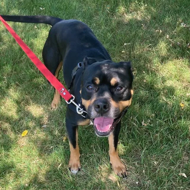 An adult medium-sized male Pit Bull Terrier dog named Enzo for adoption in Boston, MA
