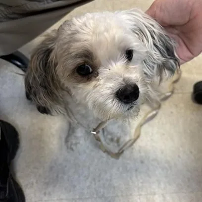 An adult small-sized female Miniature Poodle dog named Princess A for adoption in Plano, TX