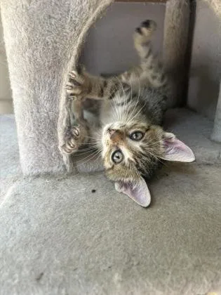 A baby small-sized male Gray / Blue / Silver Domestic Short Hair cat named Sloth for adoption in Covington, LA
