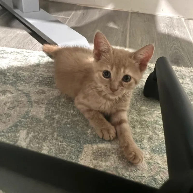 A baby small-sized male Buff / Tan / Fawn Domestic Short Hair cat named Purrington for adoption in Bulverde, TX